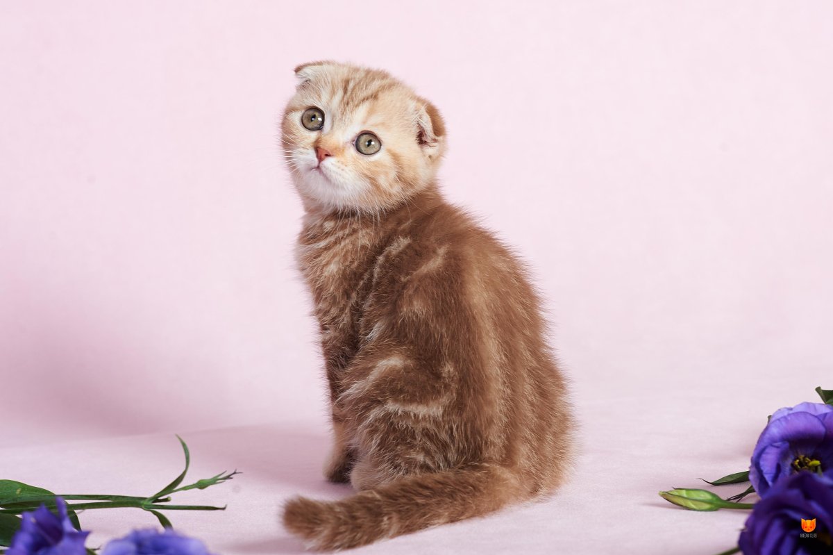 Скоттиш фолд персиковый