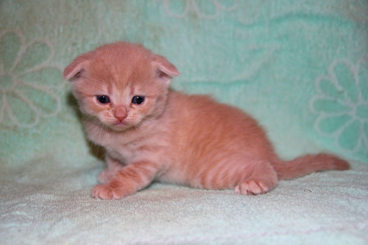 Персиковый шотландец