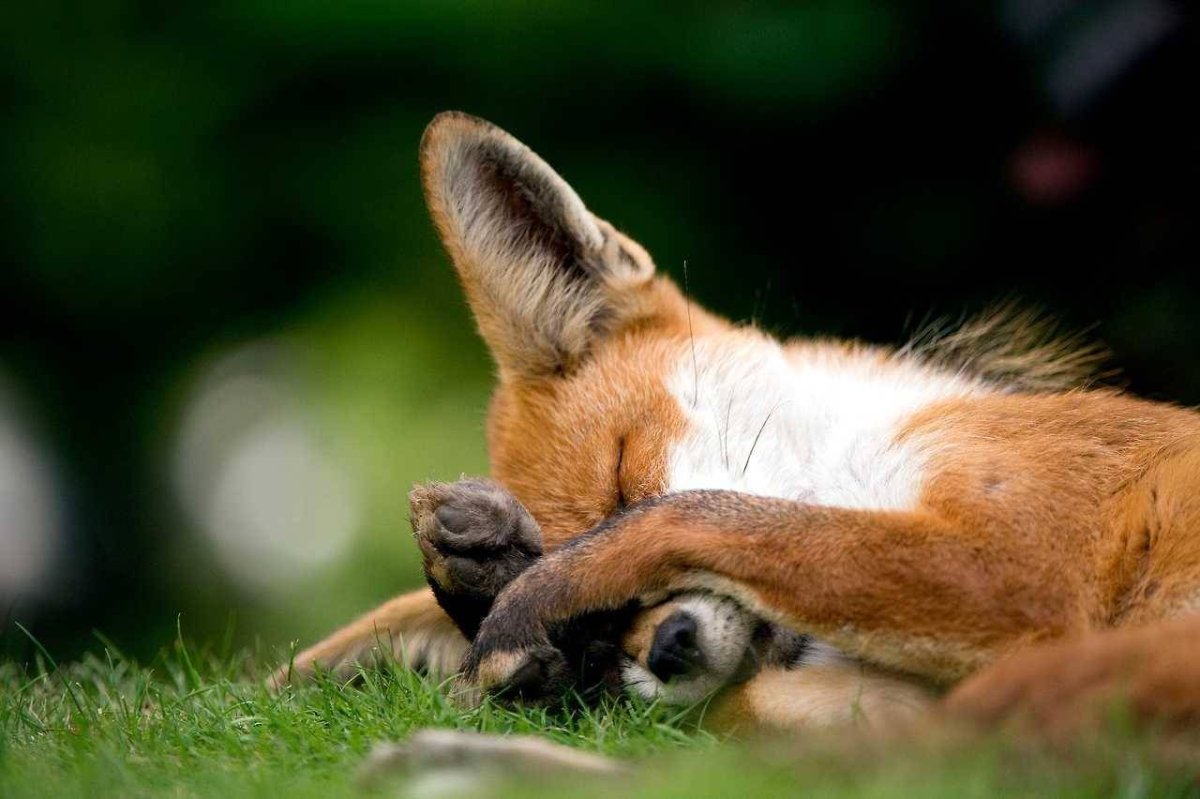 Грустный Лисенок