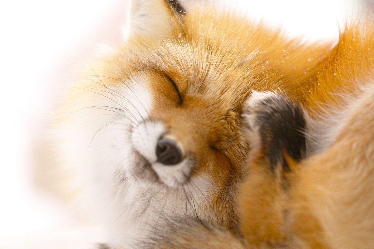 Пушистый Лисенок