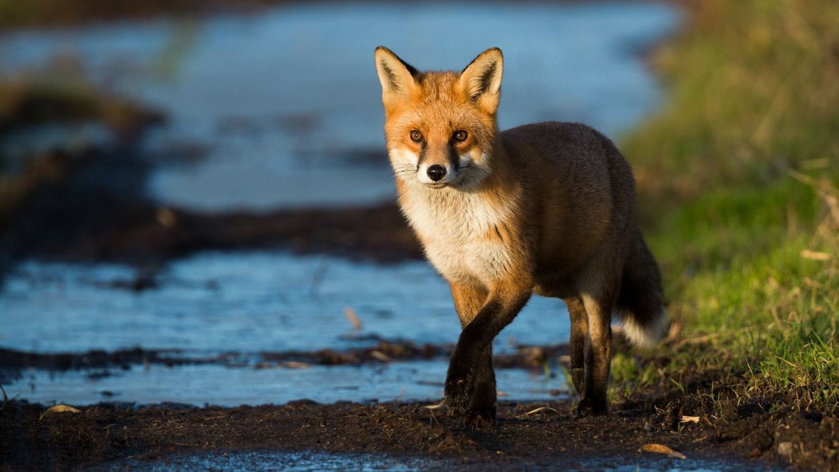 Коричневые лисы