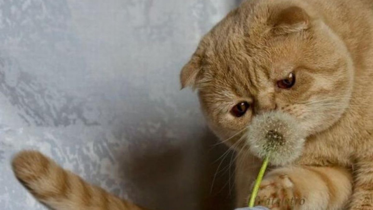 Красивая надпись эти забавные животные