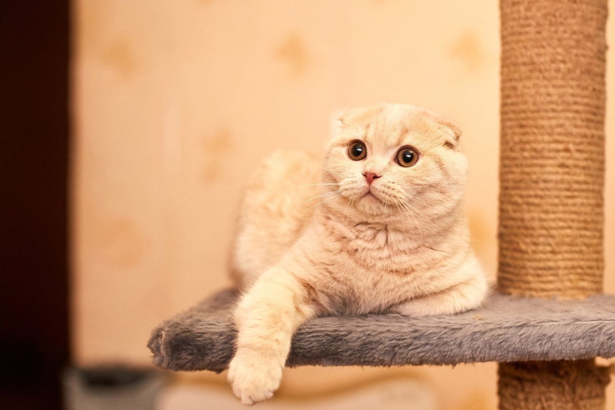 Шотландский скоттиш фолд персиковый