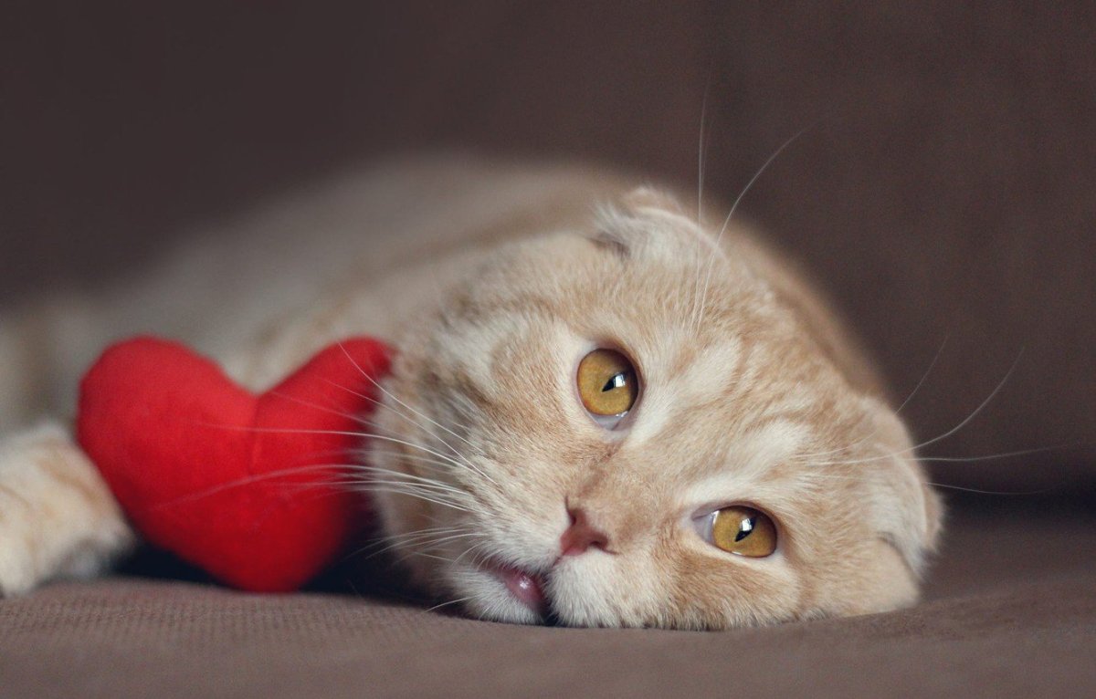 Скоттиш-фолд Шотландская вислоухая кошка рыжая