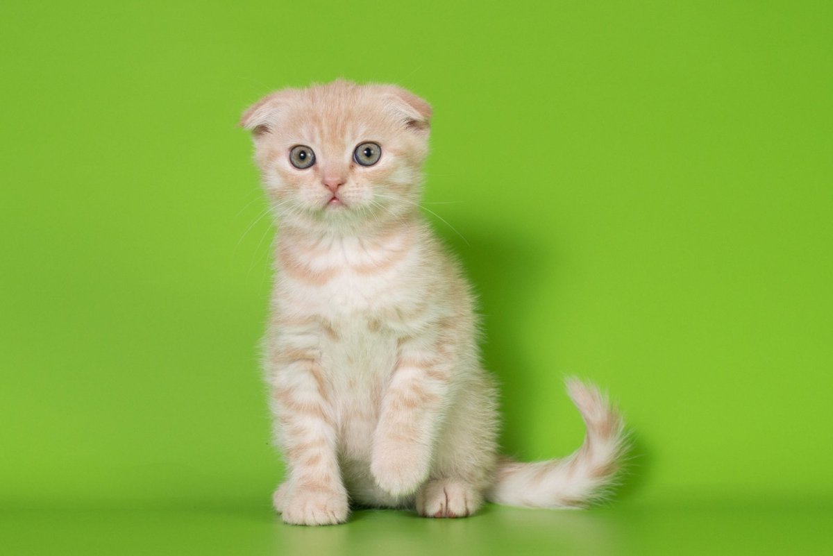 Шотландские вислоухие котята