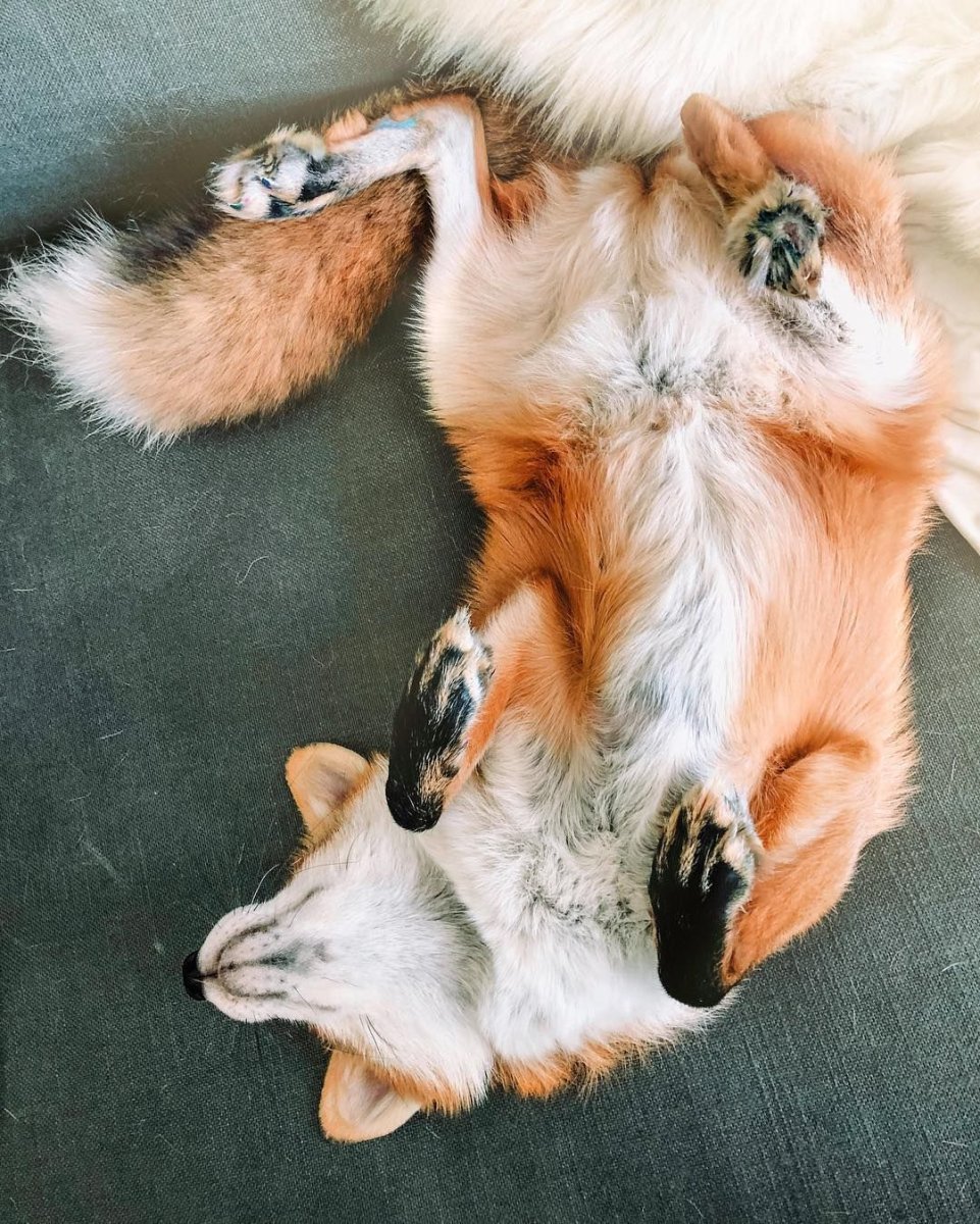 Лапки лисички