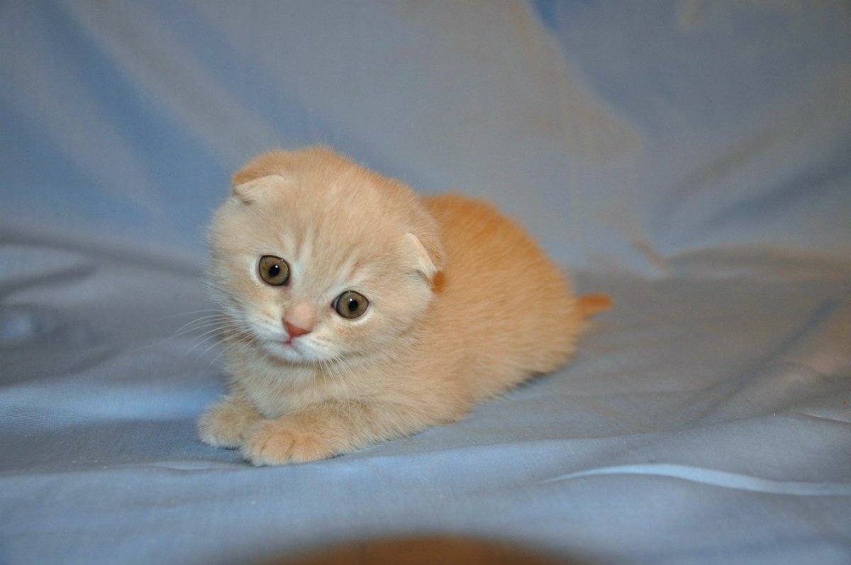 Скоттиш фолд палевый