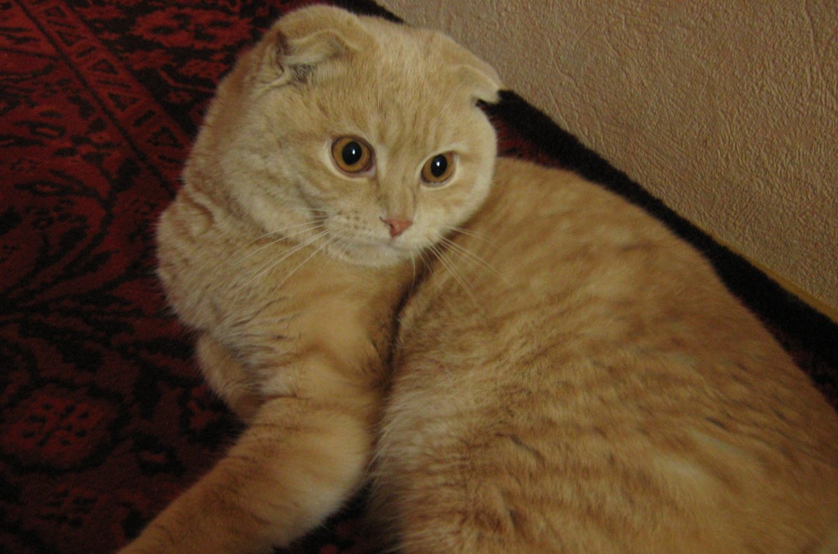 Пропал кот шотландский вислоухий