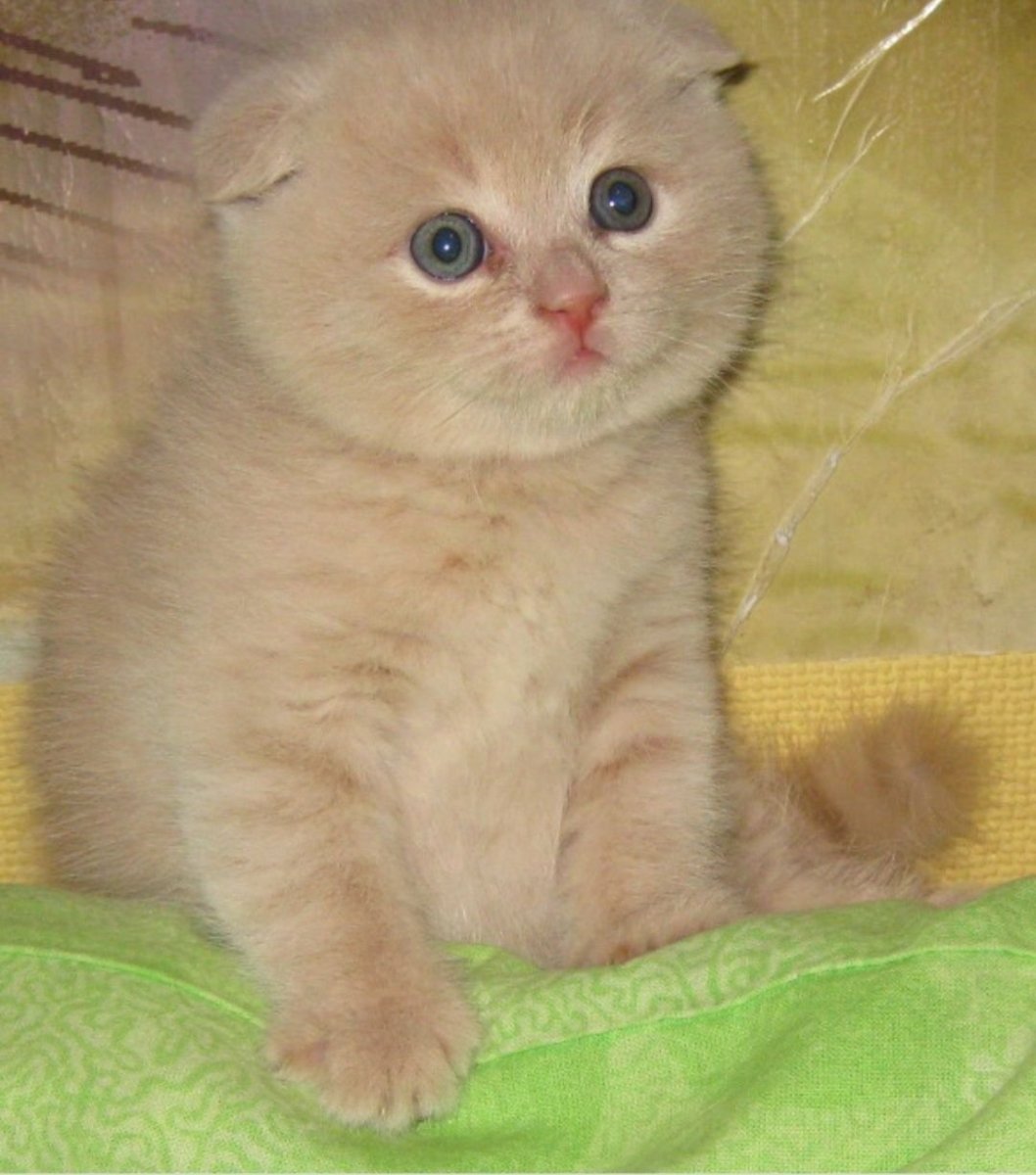 Скоттиш фолд кот персиковый