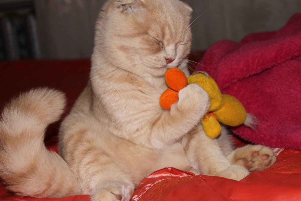 Шотландский кот вислоухий персикового цвета взрослый