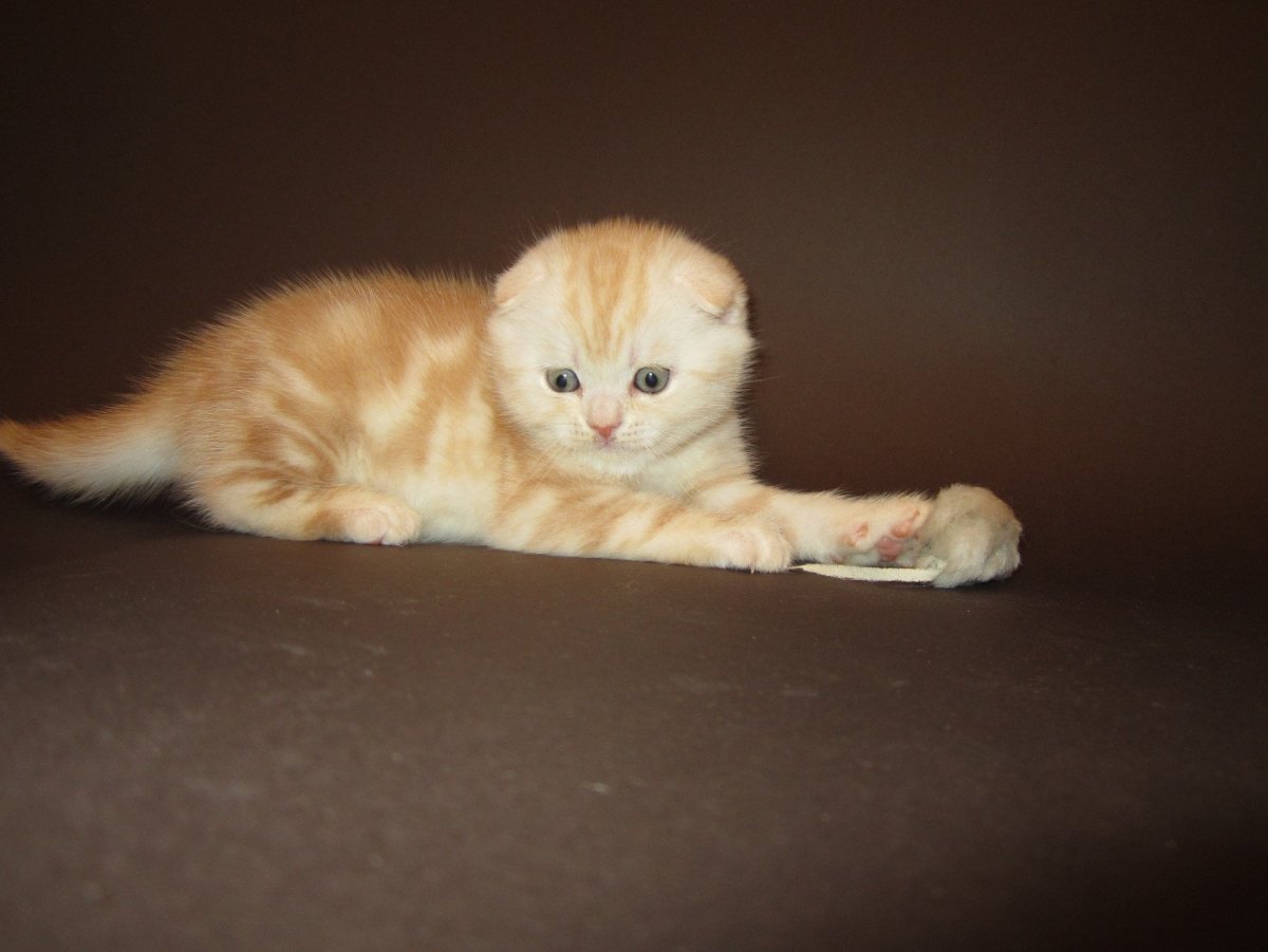 Шотландская вислоухая кошка персиковый окрас