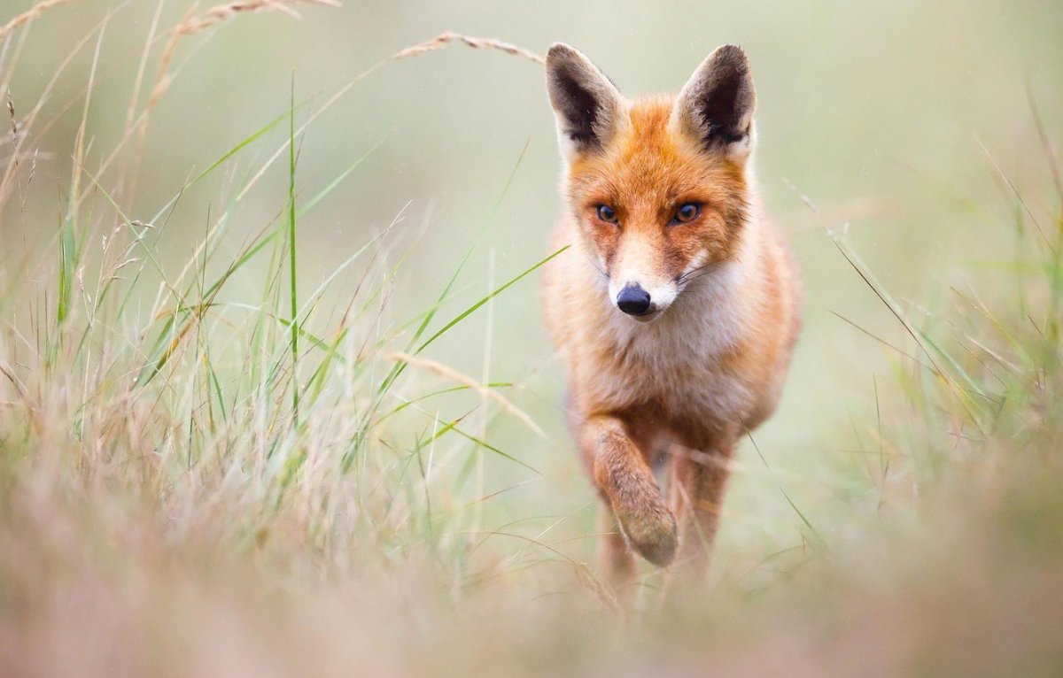 Лапки Лисенка