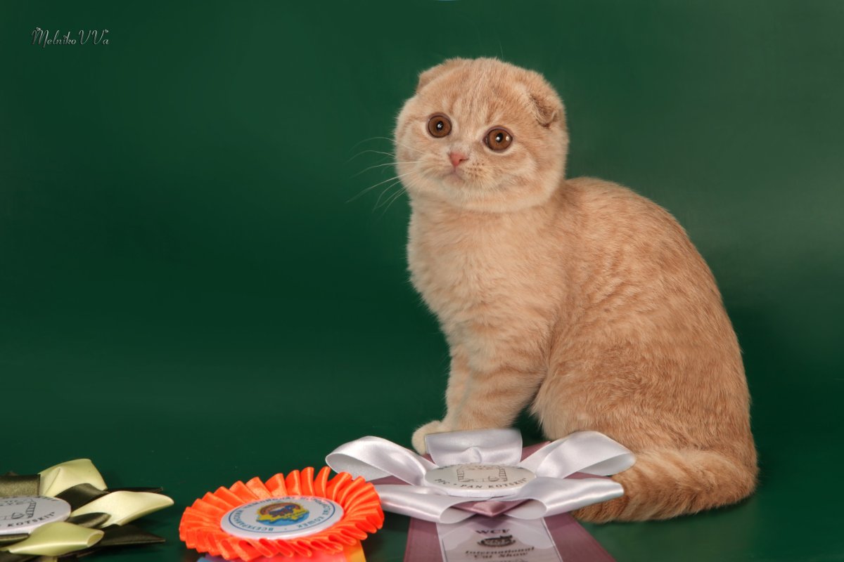 Скоттиш фолд персиковый