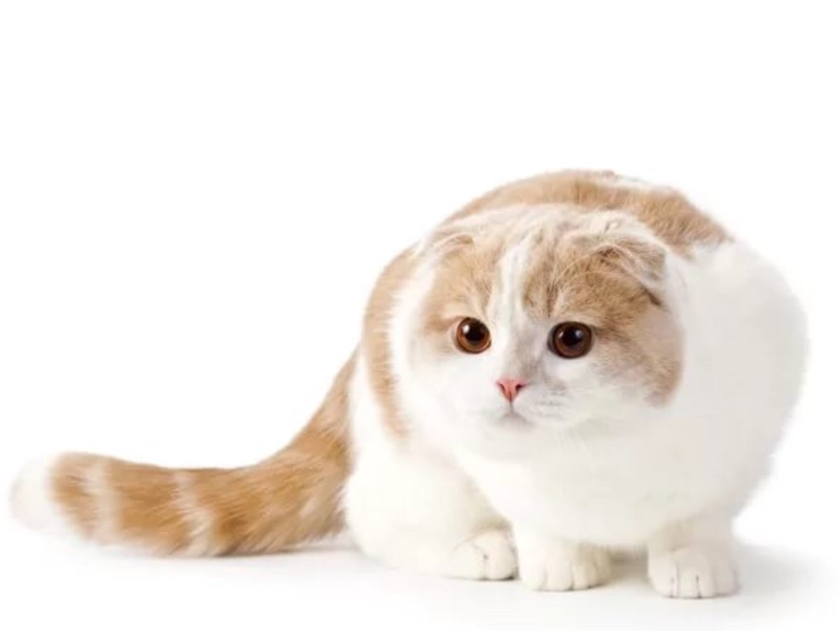 Скоттиш-фолд Шотландская