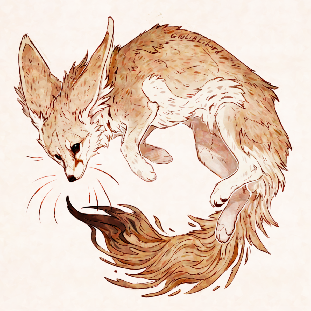 Фенек анатомия