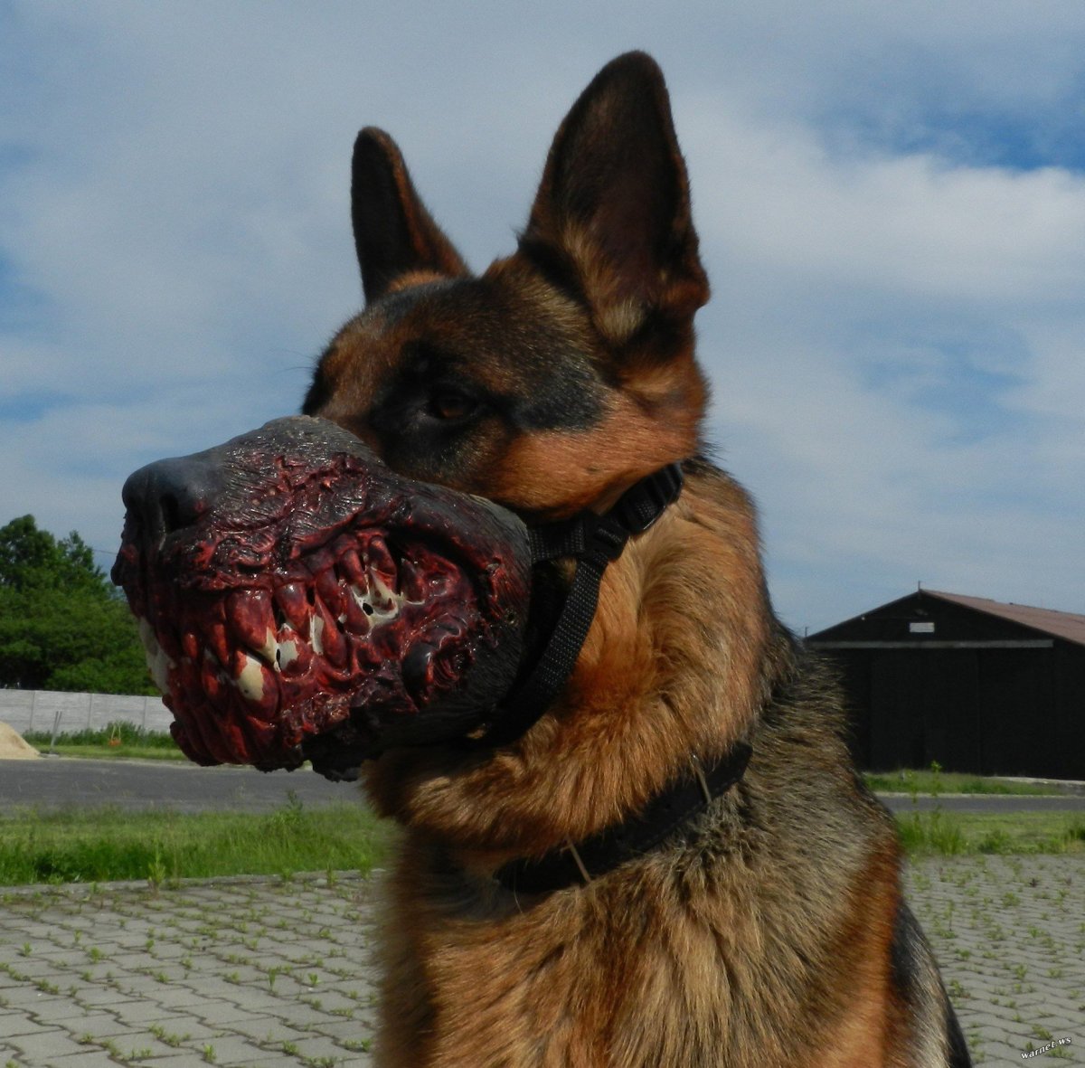 Малинуа оскал