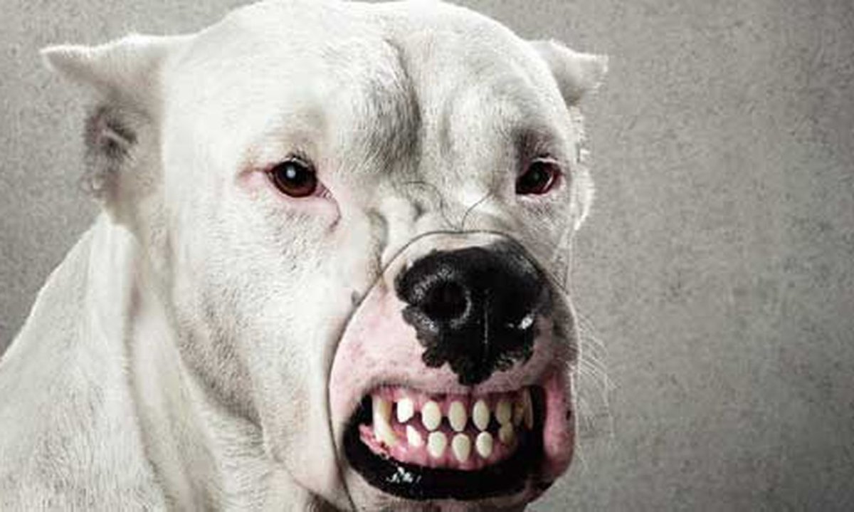 Американский питбультерьер оскал