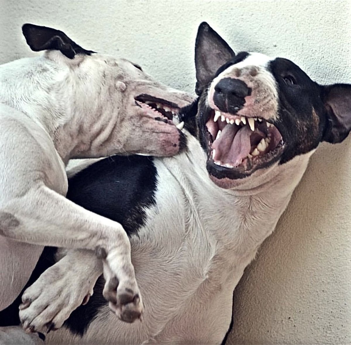 Пакистанский бульдог