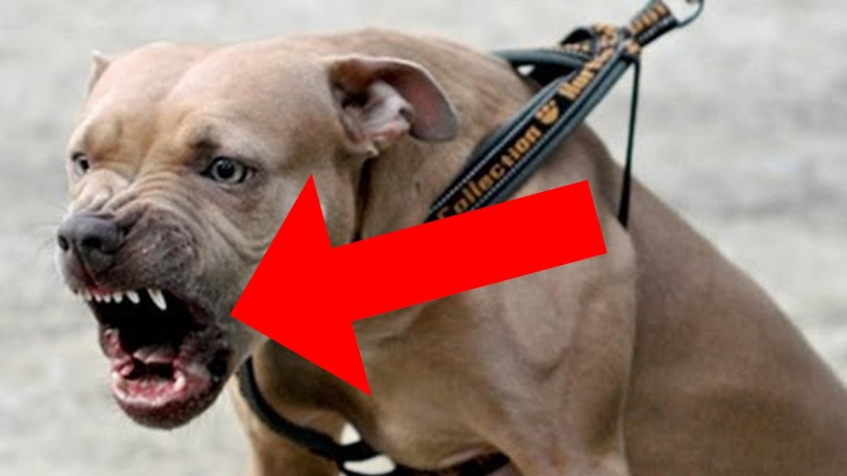 Доберман злой