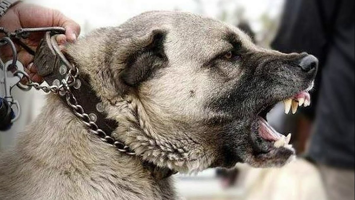 Английский бульдог