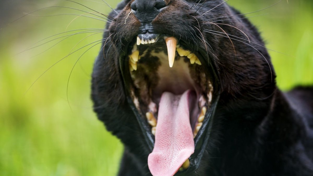 Злобный питбуль