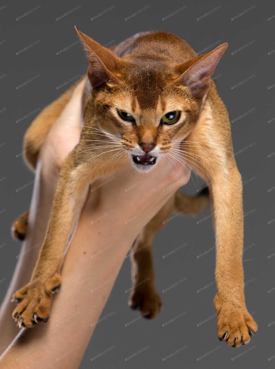 Новорожденные Абиссинские котята