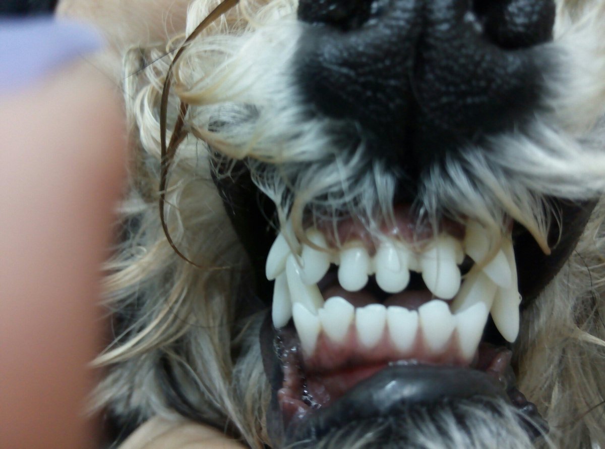 Собака с языком