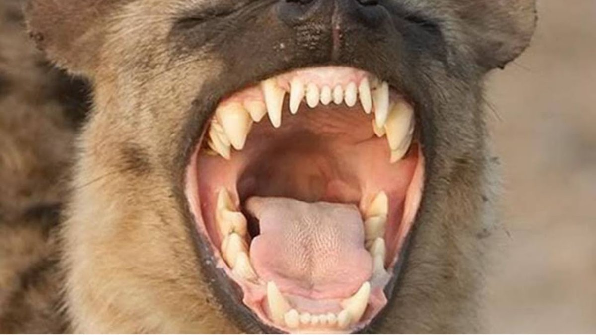 Американский стаффордширский терьер оскал