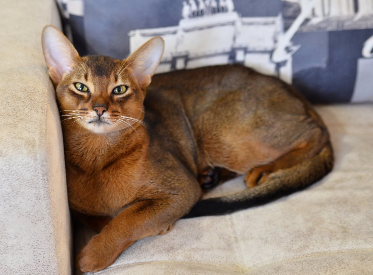 Котики аббисинцы Инстаграмм