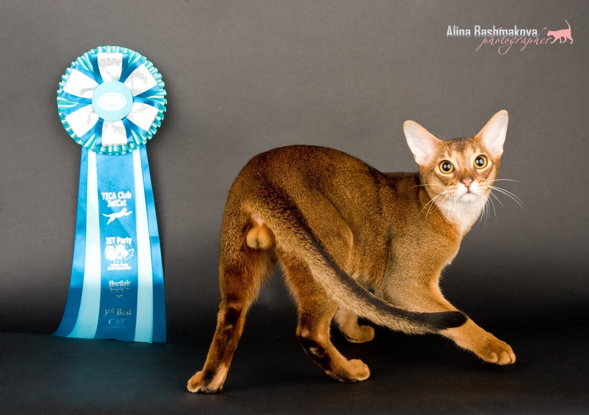 Черный абиссинский кот