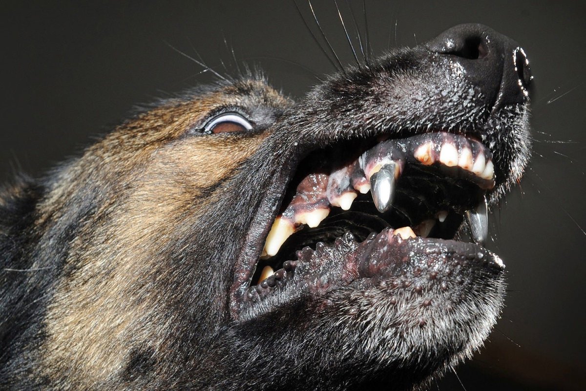 Стаффордширский бультерьер оскал