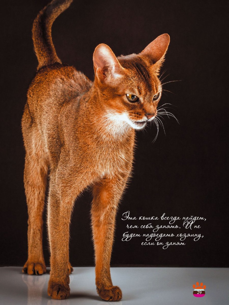 Абиссинская кошка тигровая