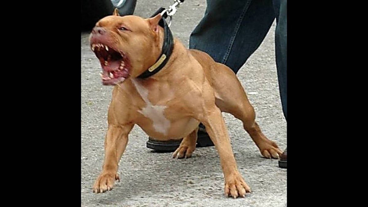 Доберман в страшном наморднике