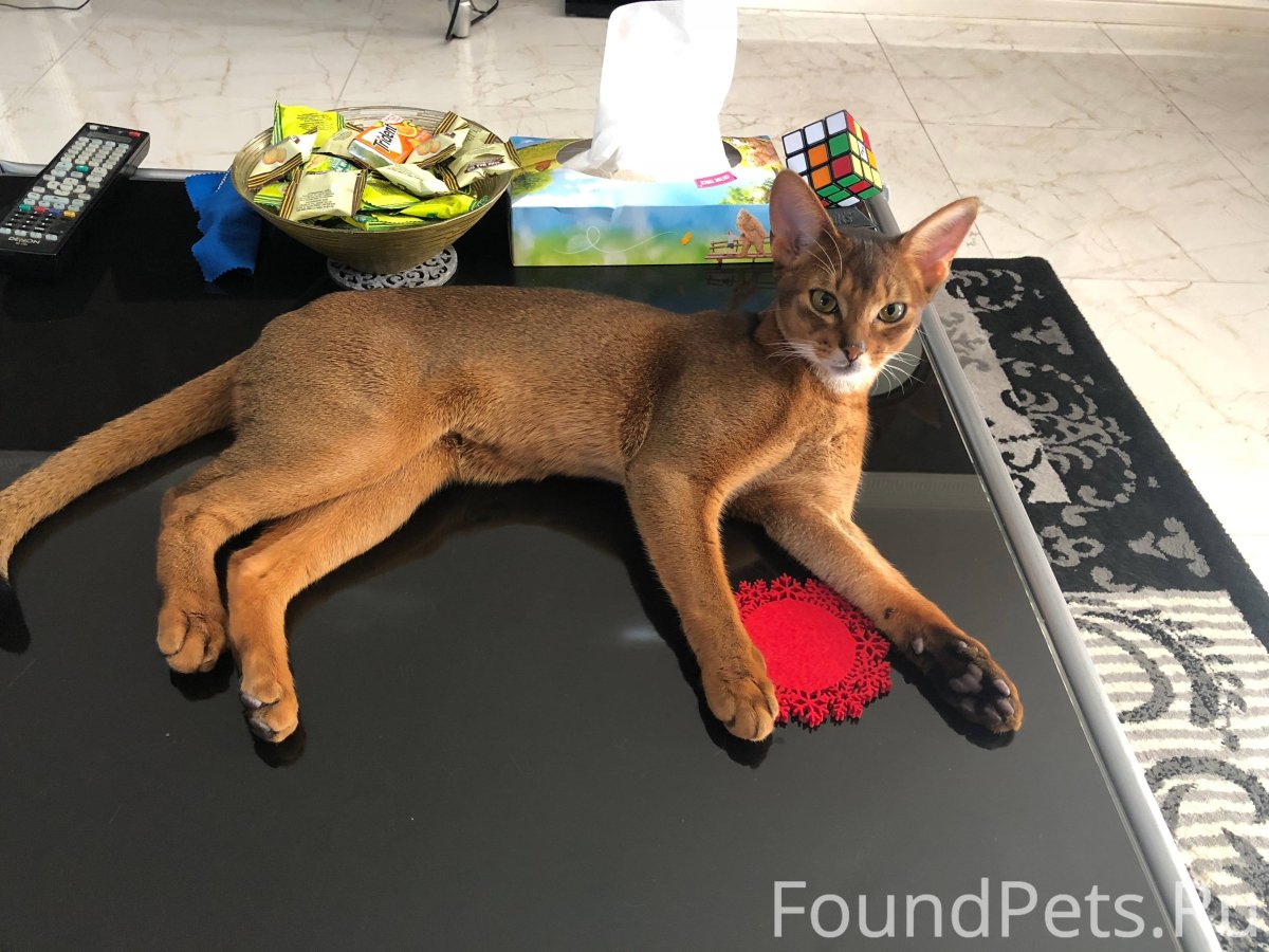 Толстый абиссинский кот