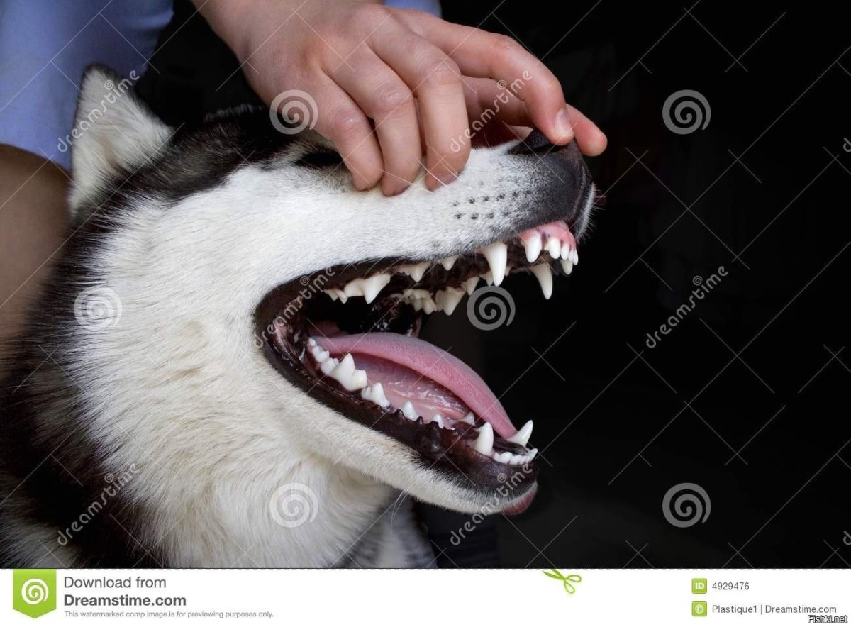 Клещеобразный прикус у собак