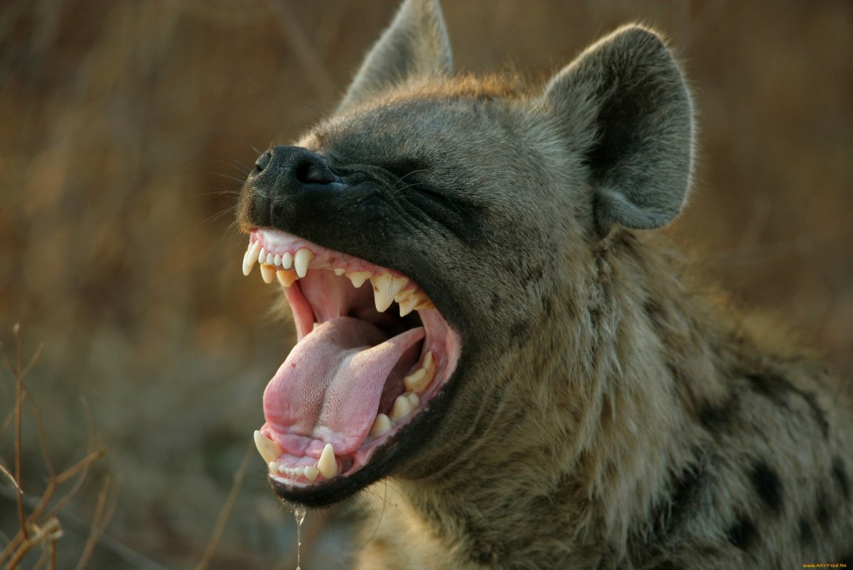 Доберман в страшном наморднике