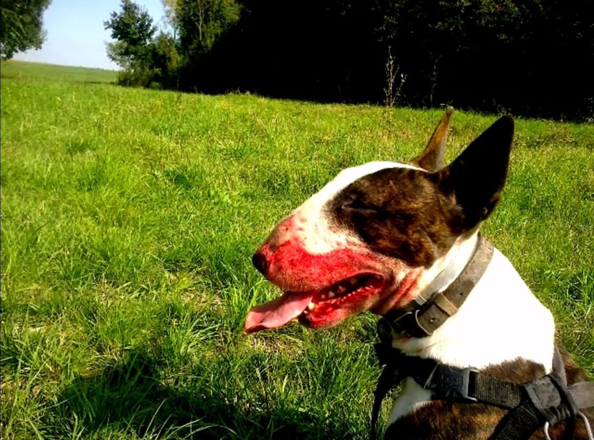 Бойцовский бультерьер