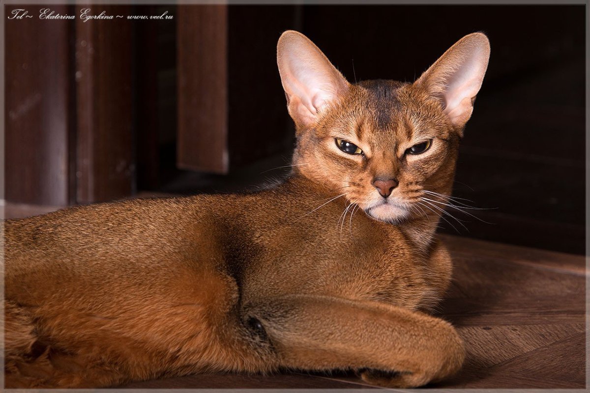 Ожирение у абиссинского кота