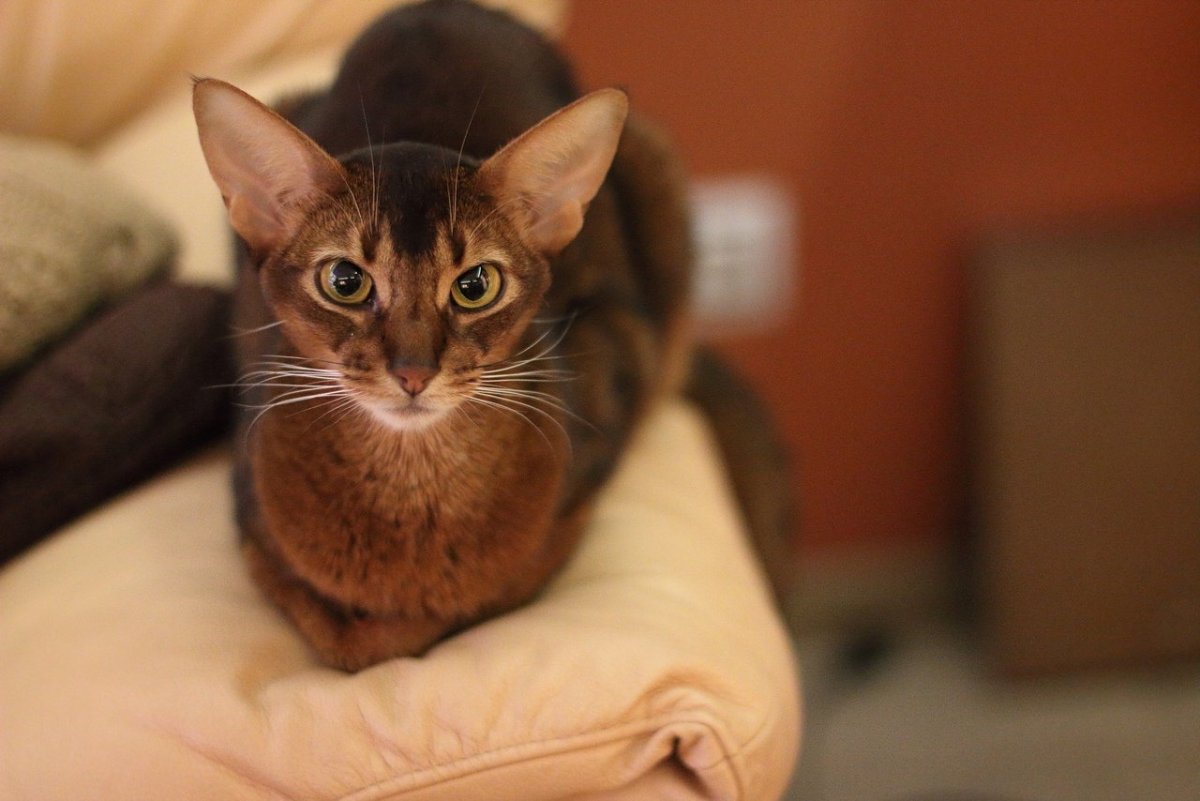 Абиссинская кошка анфас