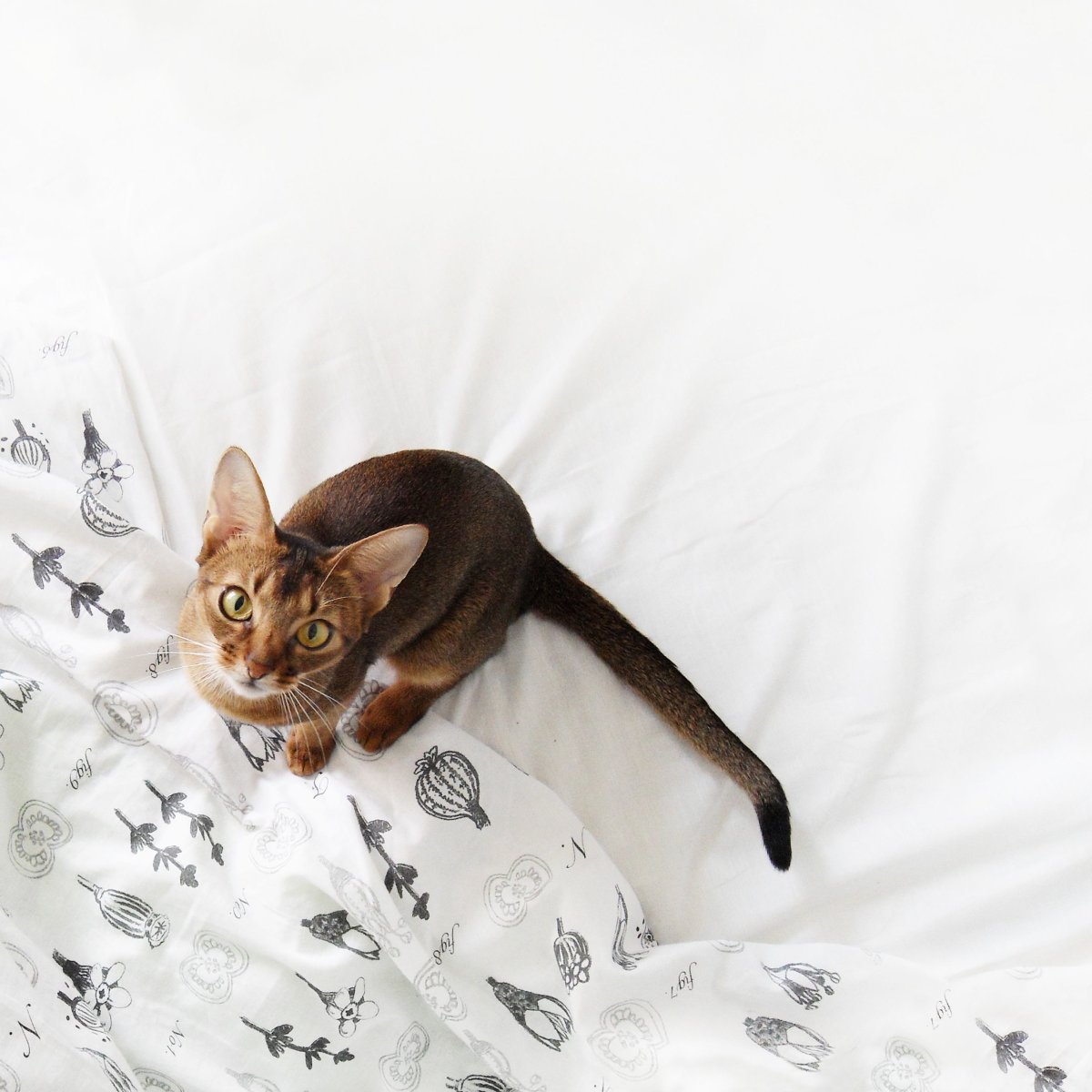 Абиссинский котенок Москва