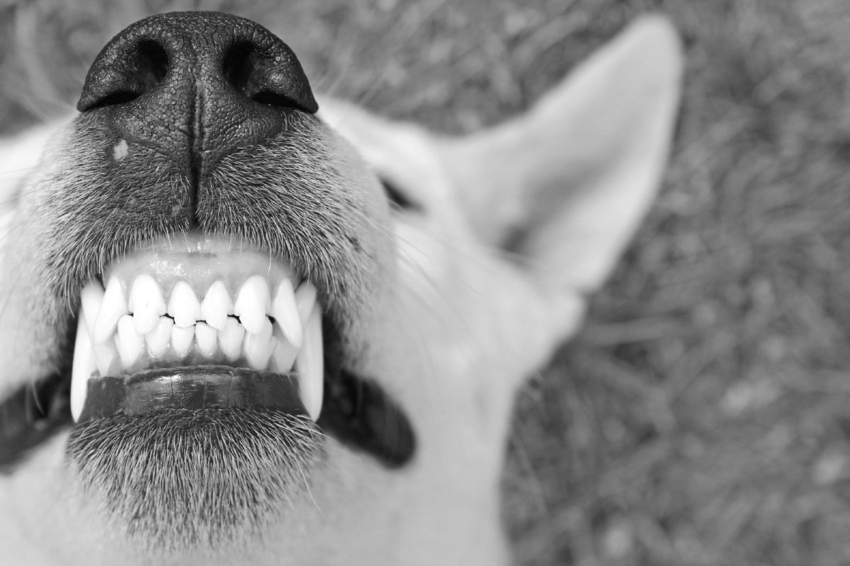 Неправильный прикус у собак недокус