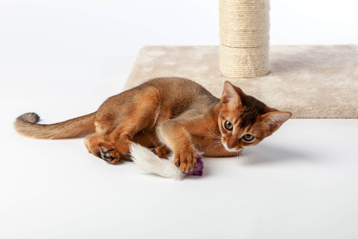 Абиссинская кошка европейского типа