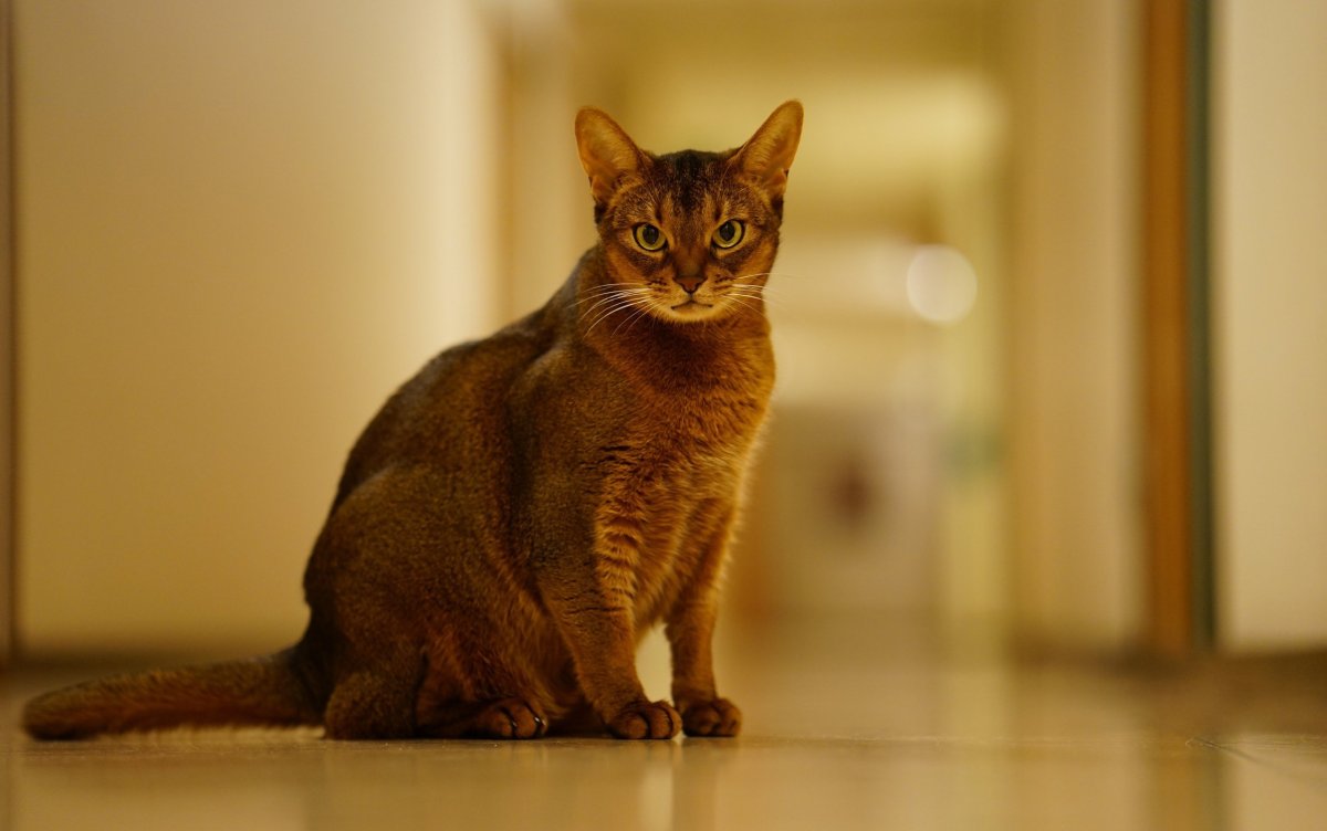 Абиссинская кошка