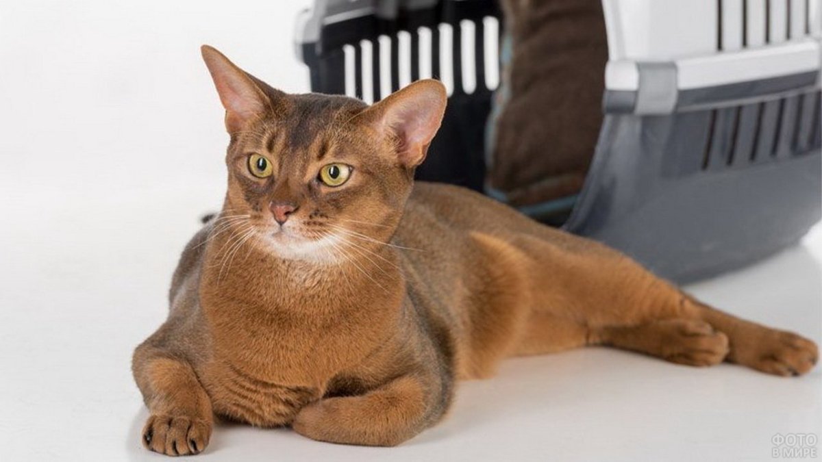 Абиссинская кошка толстая