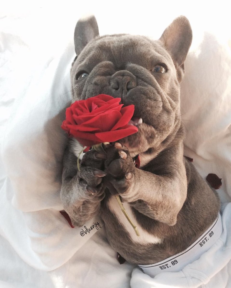 Французский бульдог