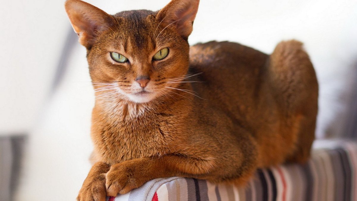 Абиссинский кот с открытой пастью