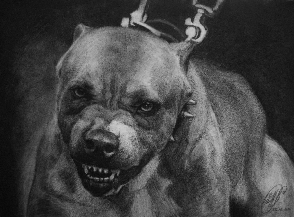 Американский бульдог у Розенбаума