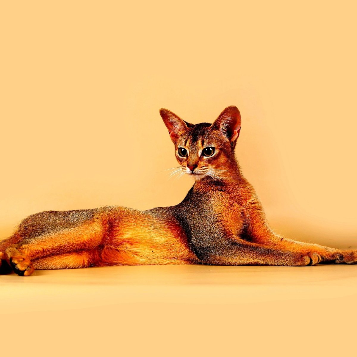 Абиссинский кот окрасы