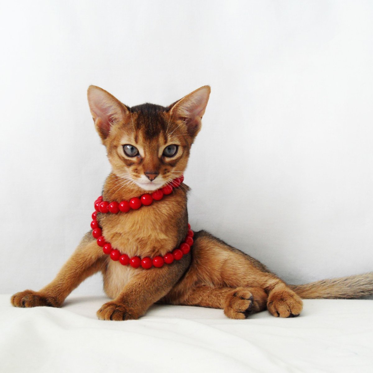 Абиссинская кошка девочка