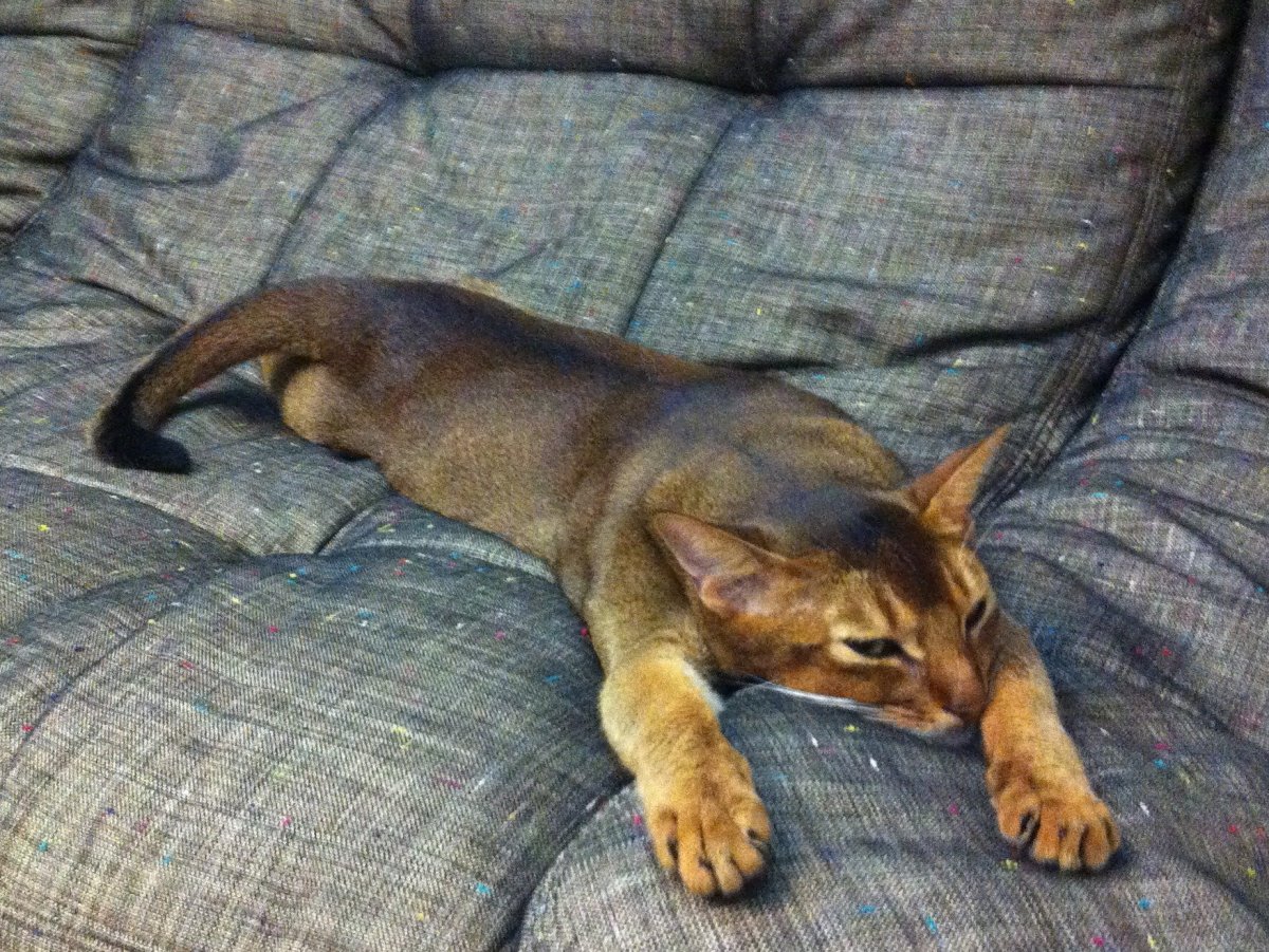 Абиссинская кошка трехцветная